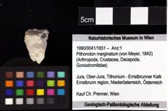 Foto (Objket + Etiketten) von Decapoda indet. 